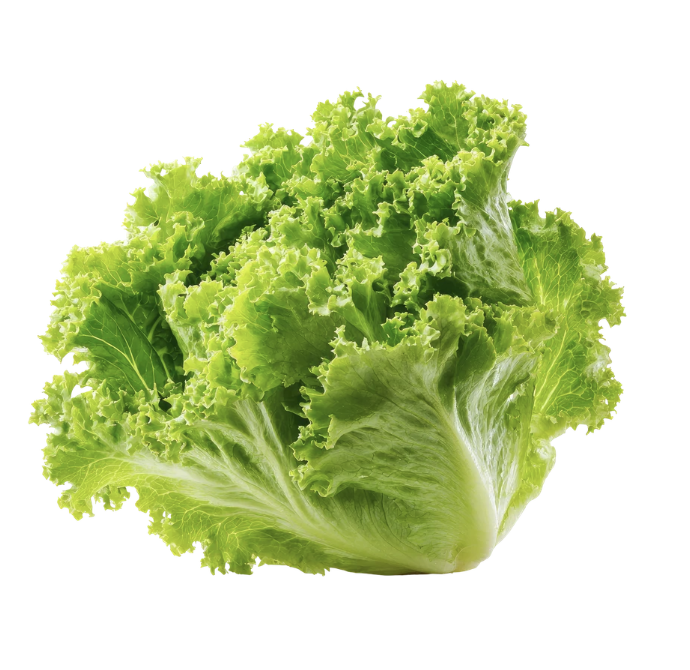 Lechuga crespa verde