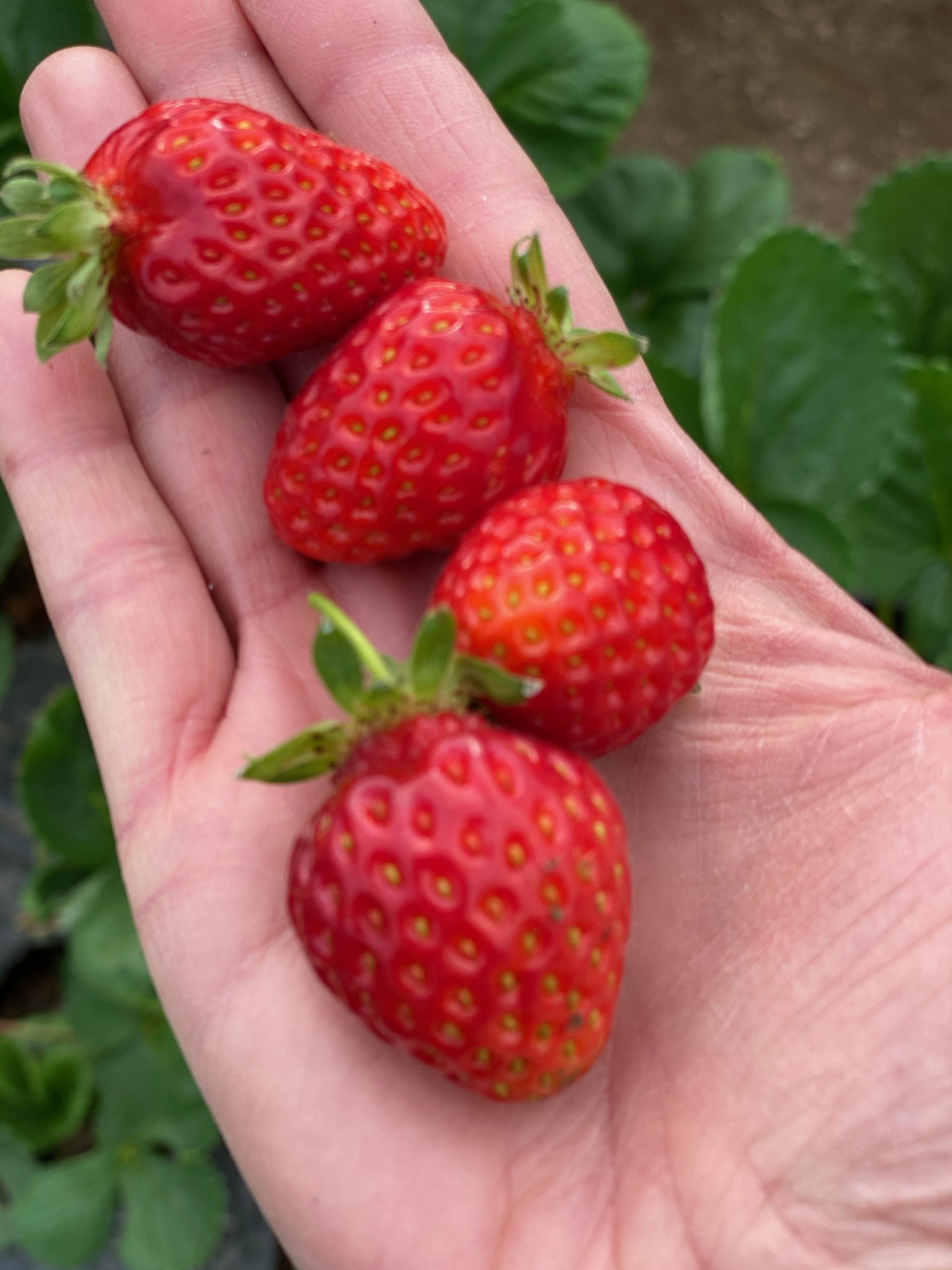 ¡Ya tenemos muchas FRUTILLAS Orgánicas!