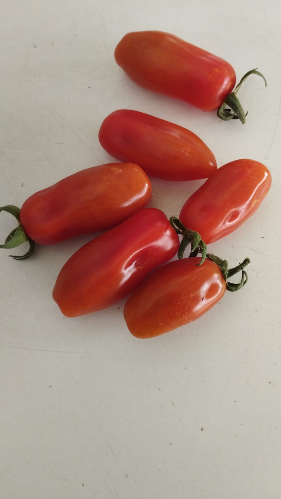 tomate cherry alargado orgánico