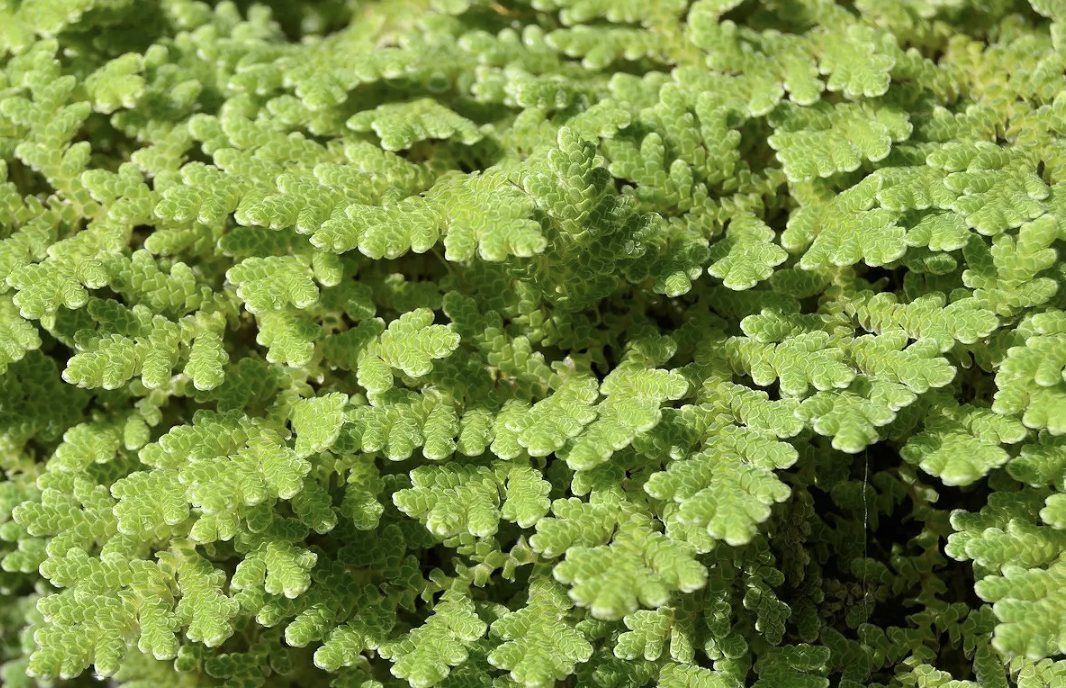 Azolla. Esta planta común puede salvar a la Humanidad en caso de catástrofe global